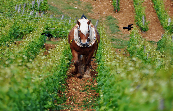 Small-Group Tour - Burgundy €65.00