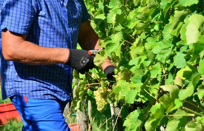 Puklavec Family Visit and Tasting €1.00