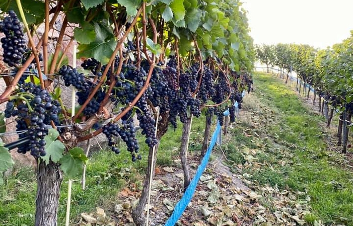 Visit the Schwarz vineyard €4.00