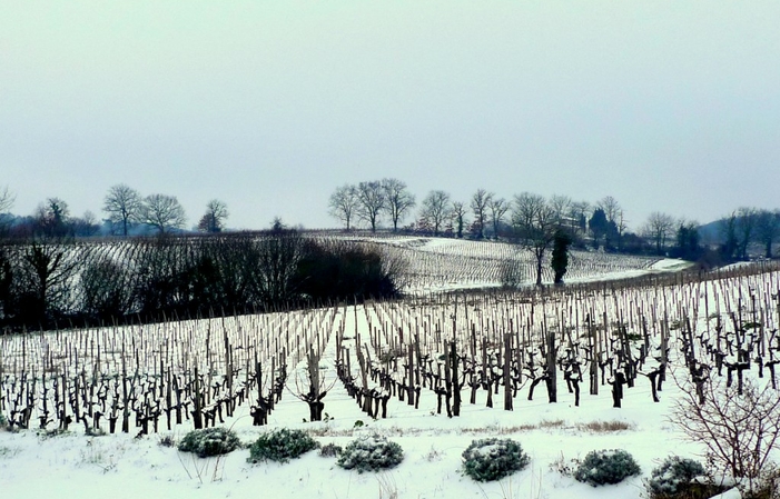 Visit and Tasting at Château Martinat €1.00