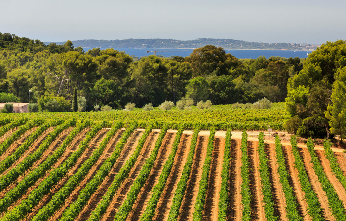 Visit and Tasting at Domaine Figuière €1.00