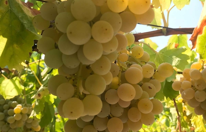 Visit and tastings at Valle Martello €1.00