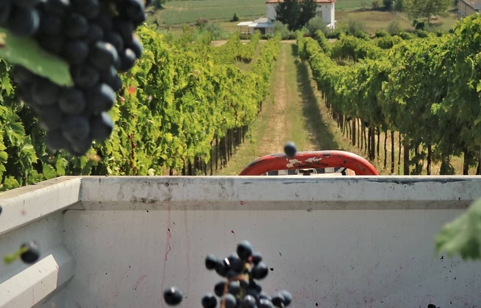 Visit and tastings at FATTORIA LICIA €1.00