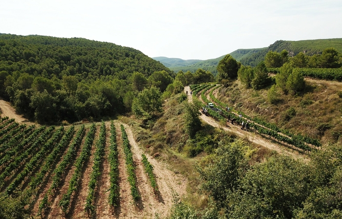 Visit and tasting : walking among the vineyards in Parés Baltà €22.50