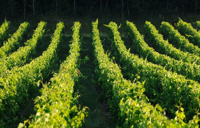 Visit and Tasting at The Château de Barbe €1.00