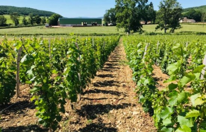 Visit and Tasting at the Domaine de l'Aubraine €1.00