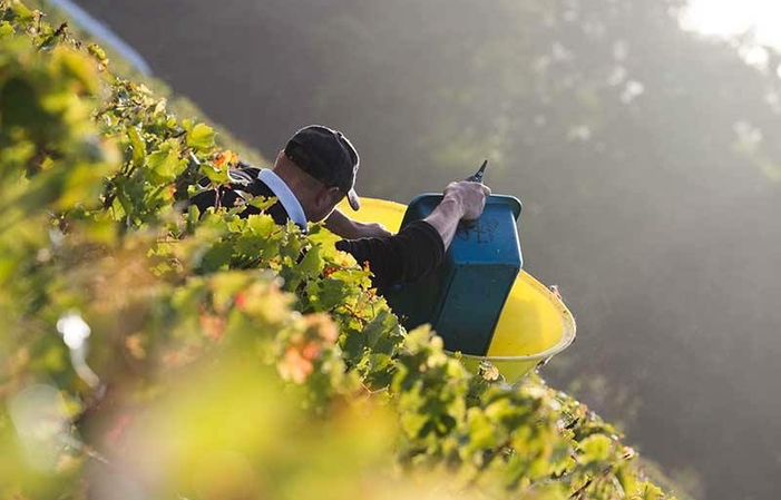 Visit and tastings of the saby vineyard €5.00