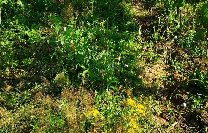 Visit and tastings of Domaine Frédéric Berne €15.00