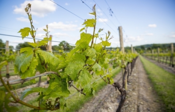 Visit and Tasting -Jenkyn Place Vineyard €22.00