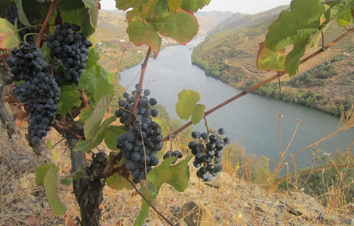 AnETO WINES Domain Tour €10.00