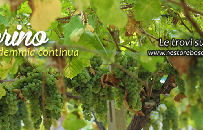 Visit and tastings Storiche Cantine Bosco €1.00