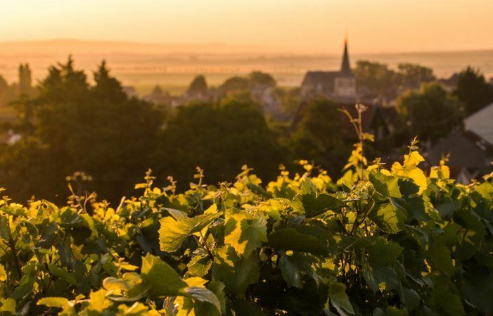 Visit and Tasting at Vilmart House €1.00