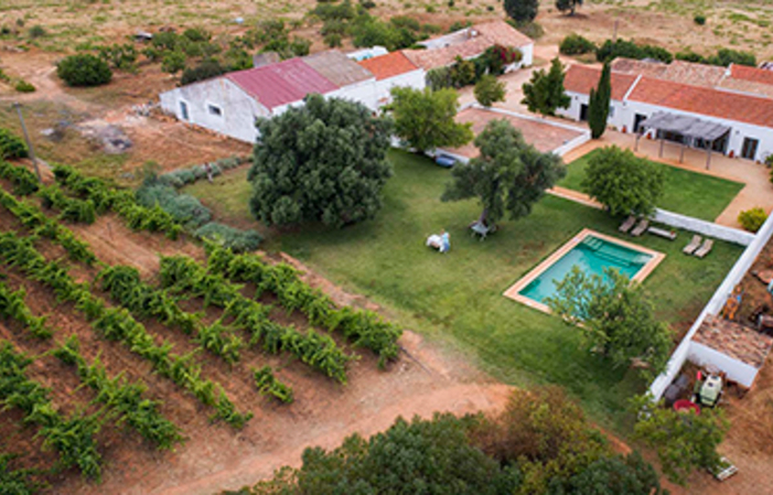 Vineyard tour and wine tasting at Morgado do Quintão €17.50