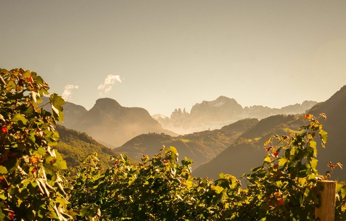 Guided Tour and Tasting (money) €20.00