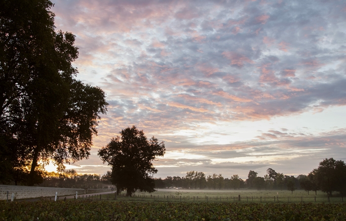 Beekeeper for a day - Château Dauzac €25.00