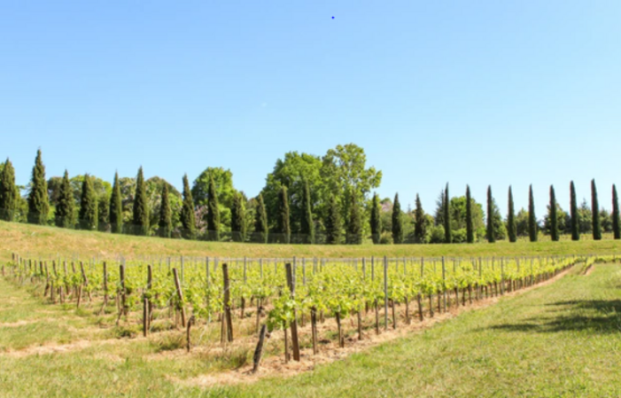 Visit and Tasting at Thau Castle €1.00