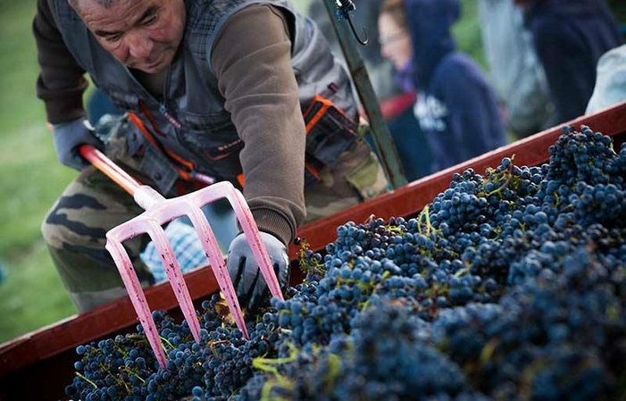 Visit and tastings of the saby vineyard €5.00