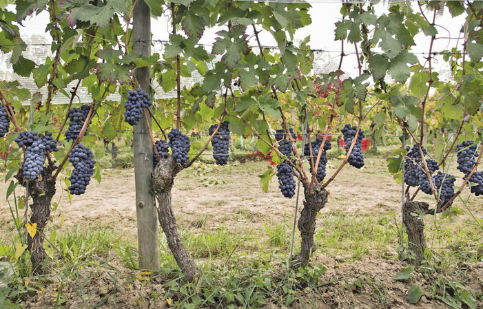Visit and Tasting at Domaine Roberto Voerzio €1.00