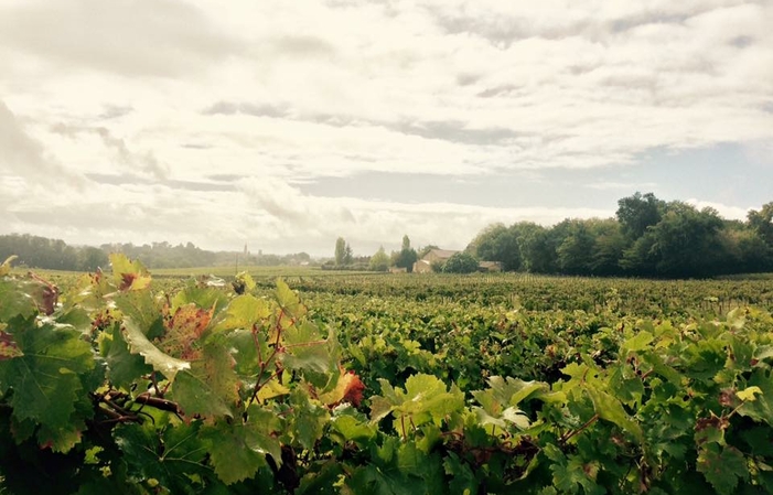 Visit and tasting Chateau Falfas €1.00