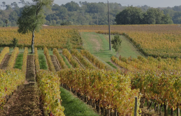 Visit and Tasting at Château Les Tours Seguy €1.00