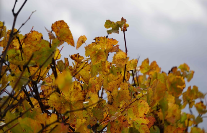 Visit and Tasting at Domaine Pascal Henry €1.00