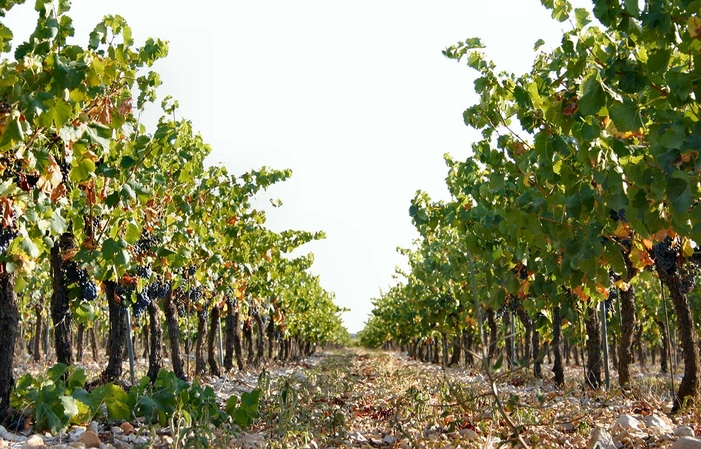 Visit and tasting at Domaine Martin €1.00