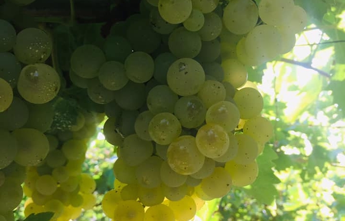 Visiete and tastings at Podere Della Torre Vini €1.00