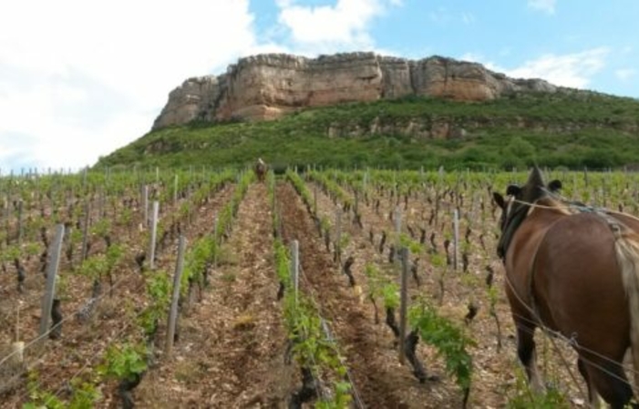 Visit and Tasting at the Domaine de l'Aubraine €1.00