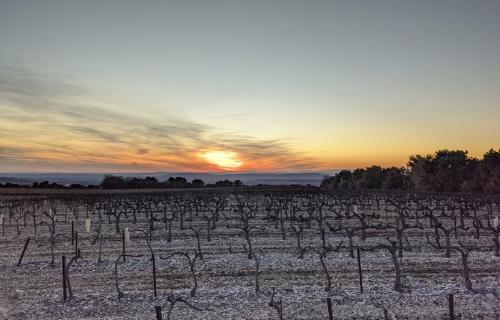 Visit and Tasting at the Domaine de la Bouvaude €1.00