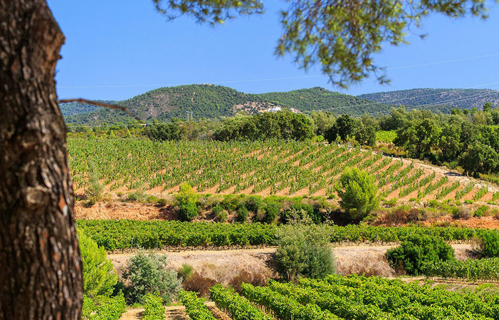 Visit and Tasting at Domaine Figuière €1.00