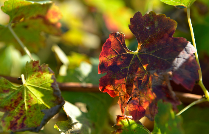 Visit Chateau Maucaillou: from grape varieties to blending €45.00