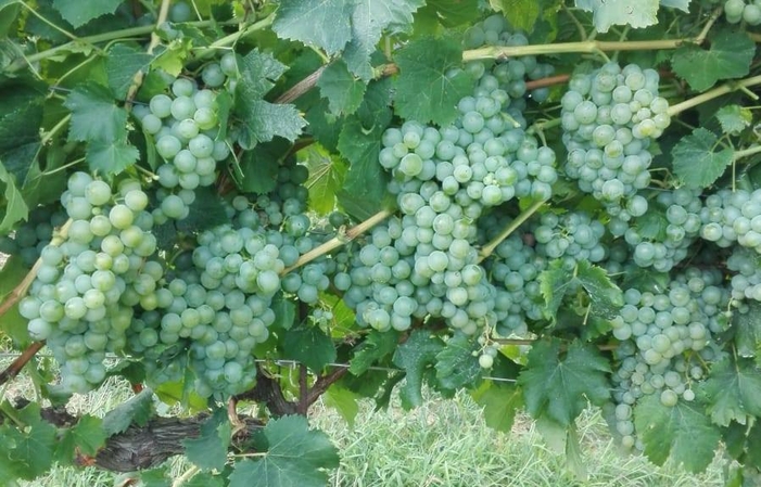 Visit and tastings at Valle Martello €1.00