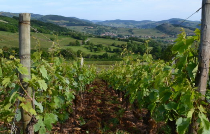 Visit and tastings at Domaine Merlin €1.00