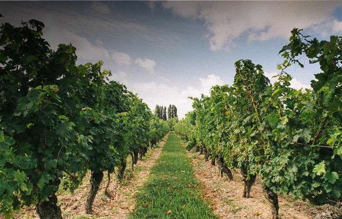 A horse-drawn carriage ride in the vineyards from the Domaine de Noiré €40.00