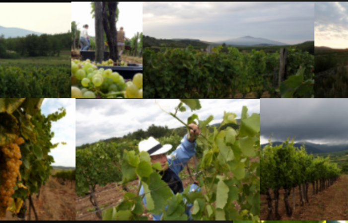 Visit Of Revolution Winez €1.00