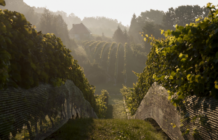 Visit the vineyard and winery - Winnica Sandomierska €3.00