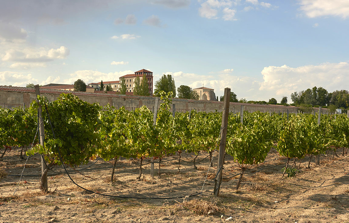 Improved Visit and Tasting in La Mejorada €30.00