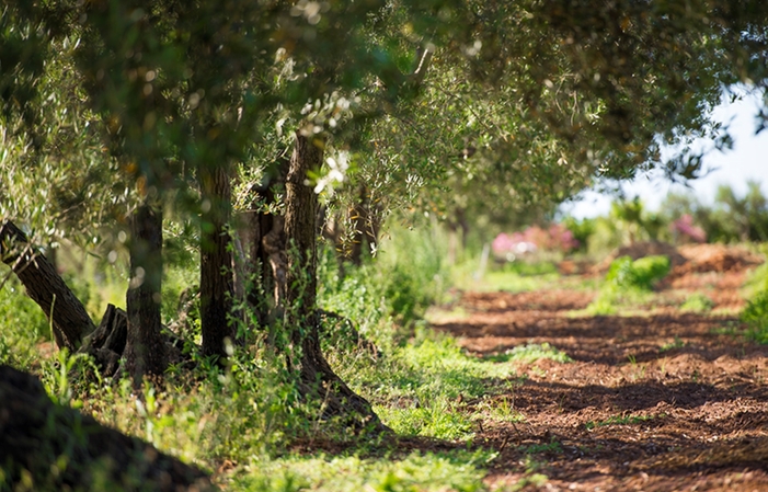 3- PICNIC ON THE LAWN WITH WINERY VISIT AND TASTING €30.00