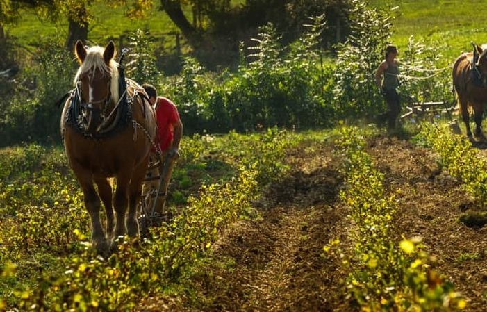 Visit and Tasting at the Domaine de l'Aubraine €1.00