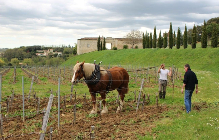 Visit and Tasting at Thau Castle €1.00