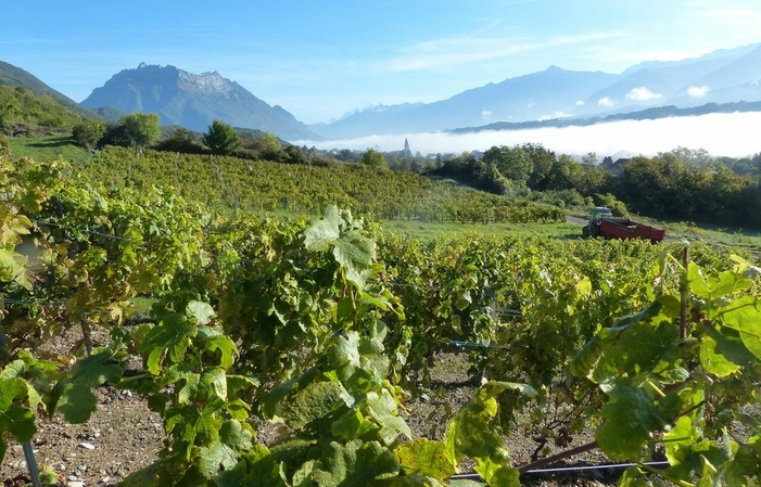 Visit and tastings of the Domaine De L'idylle €30.00