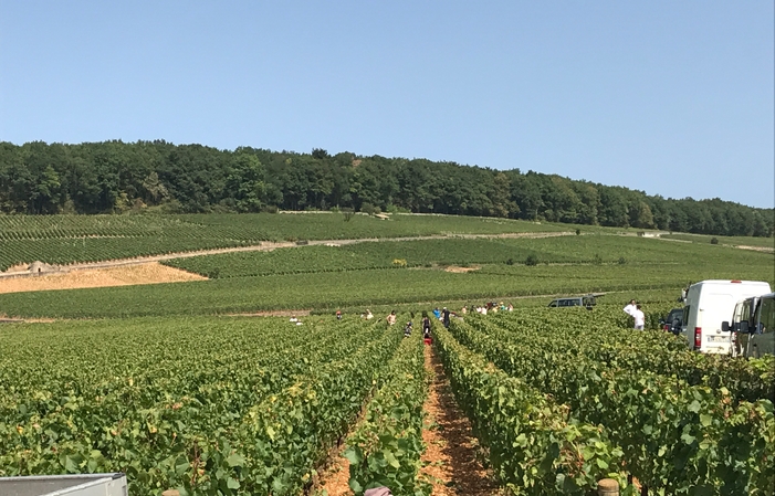 PRIVATE TOUR Côte de Nuits €185.00