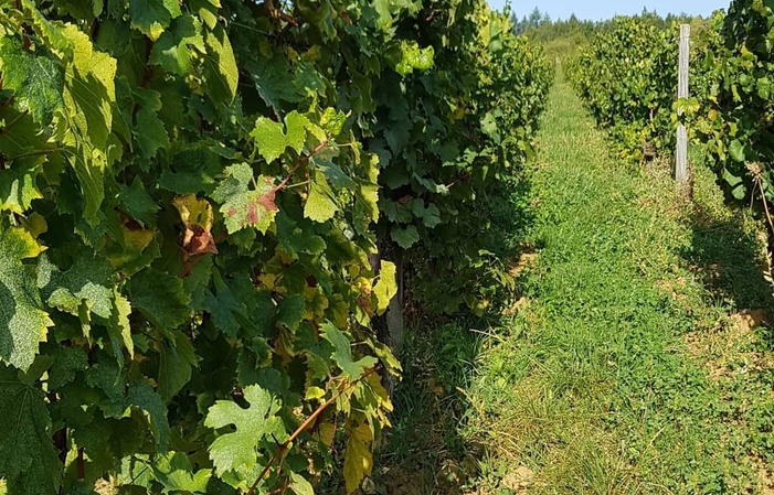 Visit and Tasting at the Domaine €1.00