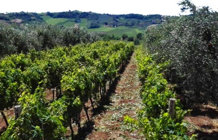 Visit and tastings at Azienda Vitivinicola Buzzarone €1.00