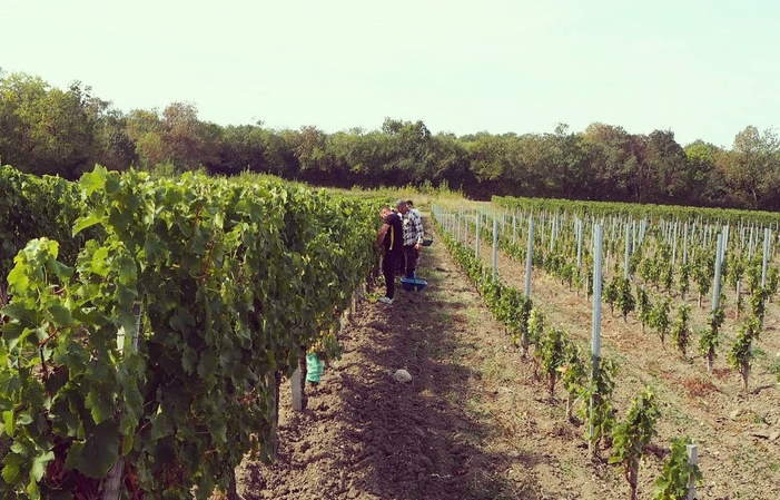 Visit, tasting and meals at château des Ifs €20.00