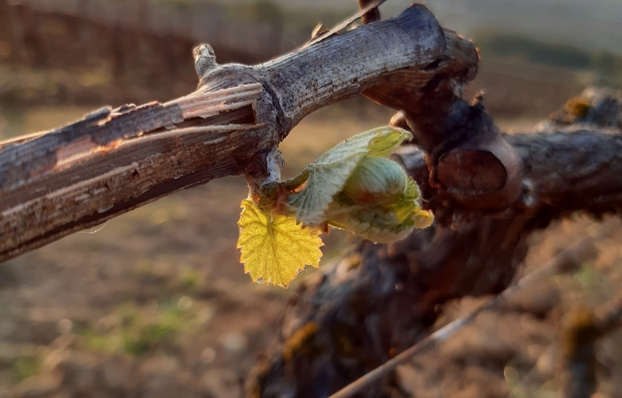 Visit and tasting at Domaine Chevalier €1.00