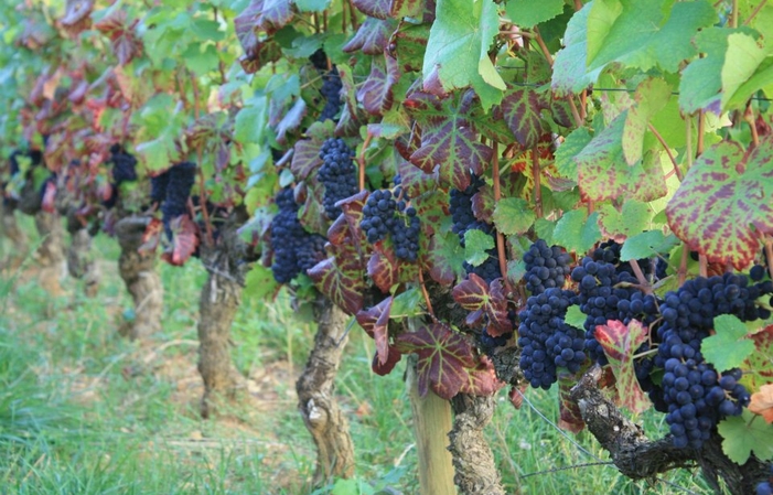 Bader Mimeur: visit and tasting €1.00