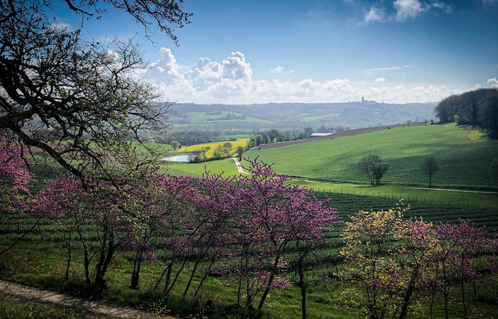 Visit and Tasting at the Domaine de Mirail €1.00