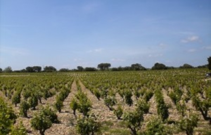 Visit and tastings of the Mas Sainte Louis estate €1.00