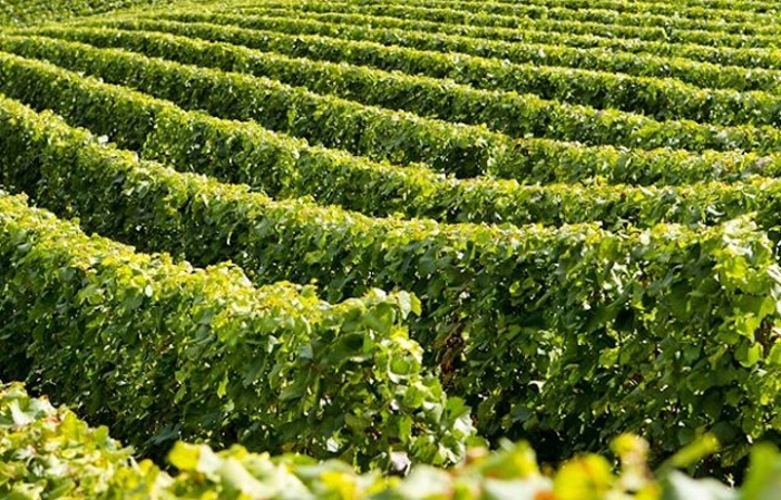 Visit and tasting at Château Bégot €1.00